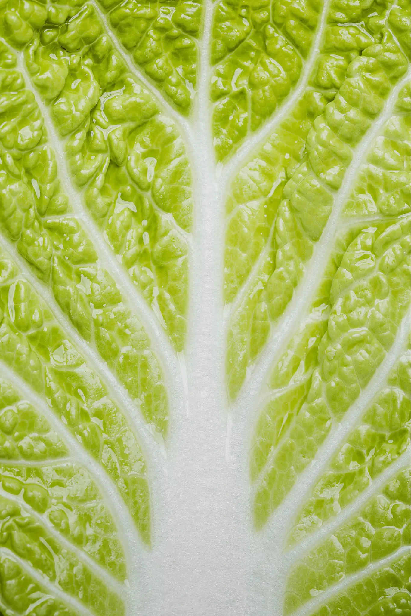 Baby & Midi Cos Lettuce