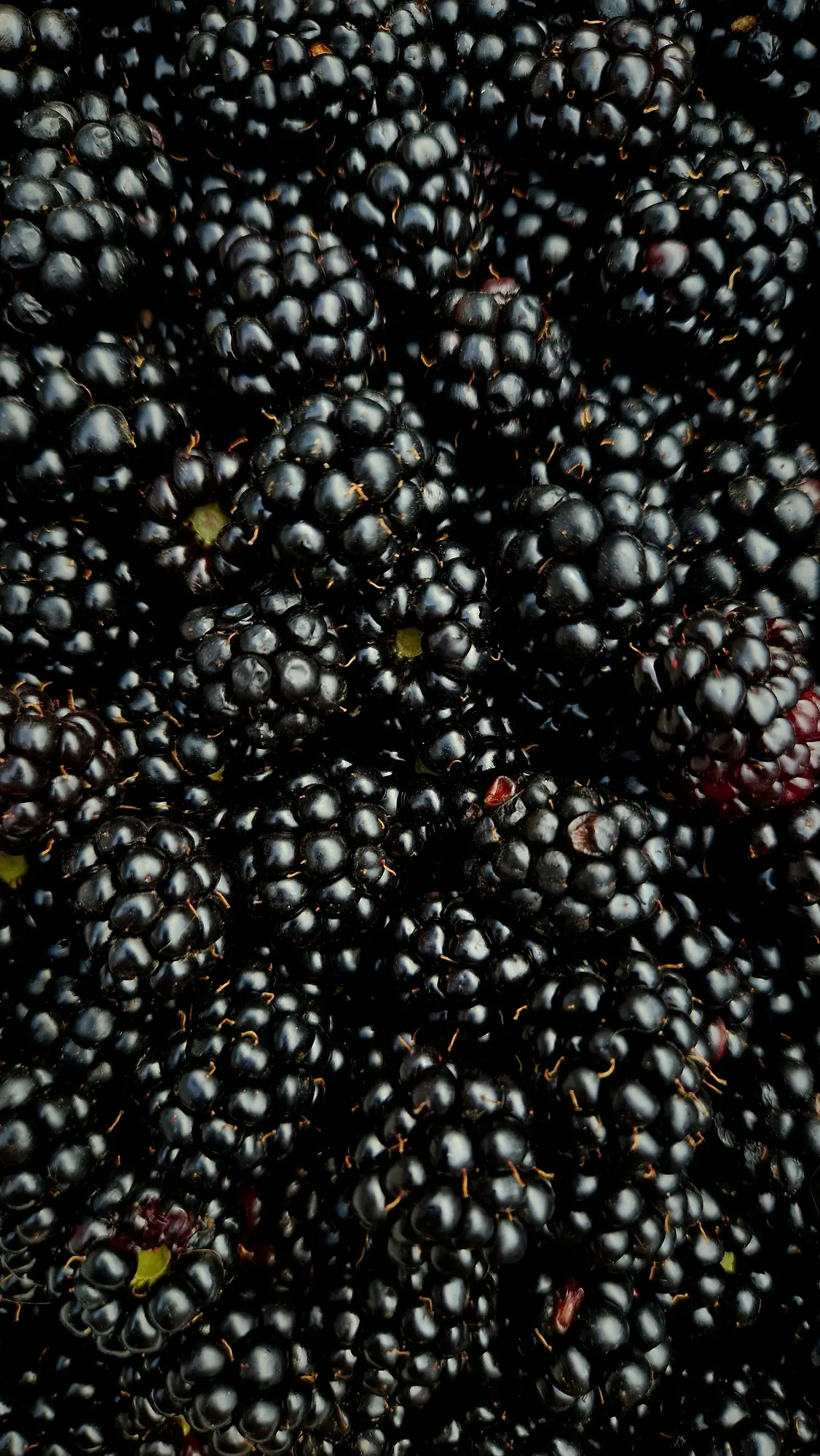 Blackberries