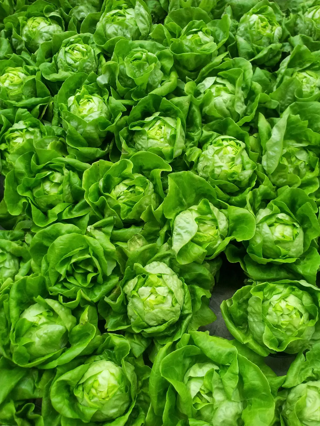 Cos Lettuce