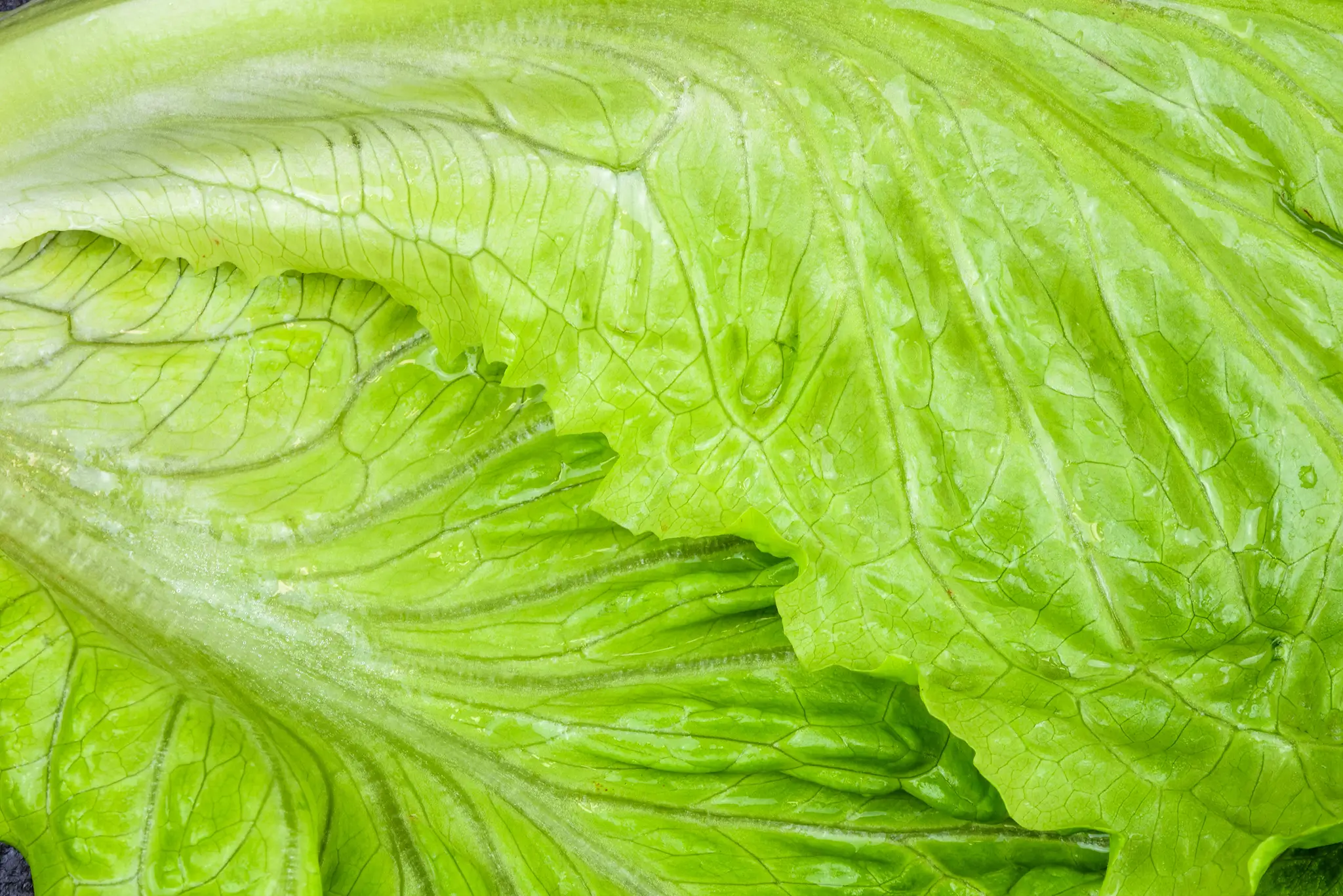 Iceberg Lettuce
